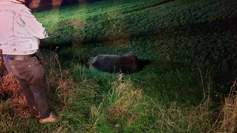 Un alt urs lovit de mașină în județul Mureș