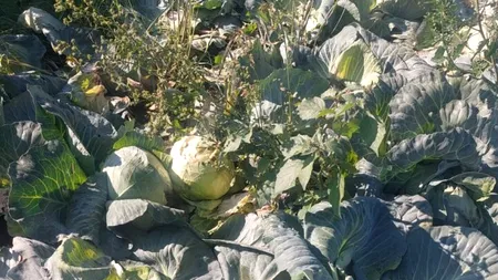 Producția de VARZĂ, compromisă din cauza ploilor. Varza a fost distrusă de prea multă apă