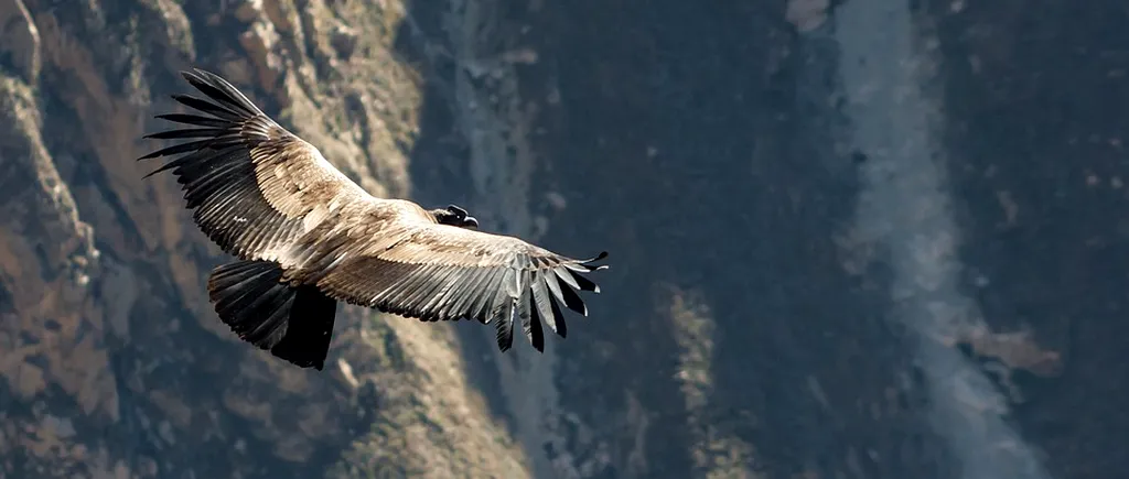 Vulturul și „vacanța pe banii oamenilor de știință: I-am spus GPS și a început să zboare, dar a ajuns  tocmai în... / Pasărea năzdrăvană le-a consumat toate fondurile 