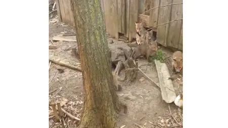Pui de vulpe, găsiți într-o casă părăsită din Botoșani. Jandarmii au fost chemați să intervină (VIDEO)