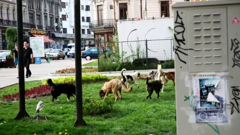 Bărbat la spital după ce a fost atacat de câini în Parcul Central din Târgu Jiu