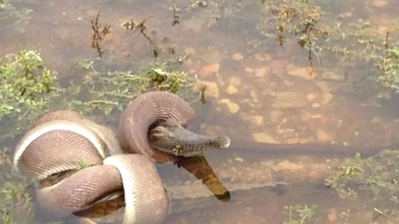 Galerie foto: Un șarpe din Australia înghite în întregime un crocodil