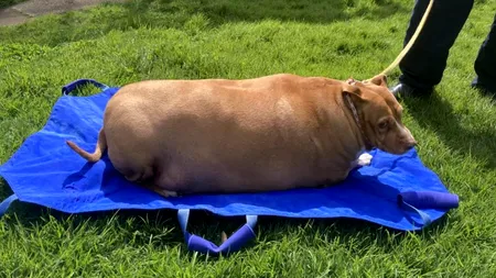 O femeie care și-a hrănit câinele până a ajuns la 54 de kilograme a fost condamnată la închisoare. Animalul abia se mai putea mișca