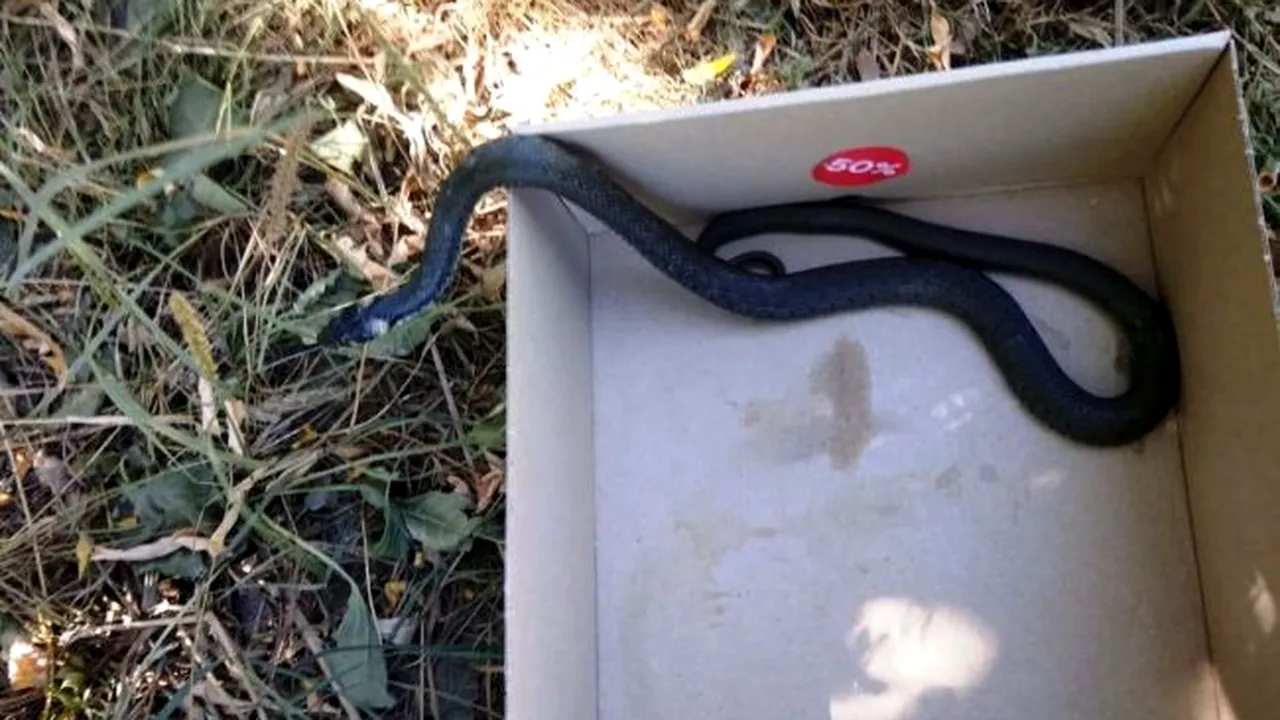 #cugandullaanimale. O femeie s-a trezit cu un șarpe în curte și a sunat la 112. Jandarmii au salvat reptila și au eliberat-o în pădure