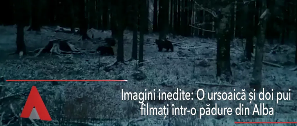 O URSOAICĂ și doi pui, filmați într-o pădure din Alba 
