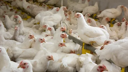 Fermierii vor putea accesa noi fonduri europene prin Programul Național pentru Dezvoltare Rurală