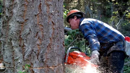 SISTEM DE MONITORIZARE. Ministerul Mediului, Apelor și Pădurilor: Exploatările ilegale de lemne, depistate prin GPS