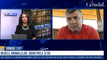 GÂNDUL LIVE. Marius Chirca (Kola Kariola), despre leul subnutrit de la Grădina Zoologică din Brăila: „Locul animalelor sălbatice nu este la zoo!” / Reacția primarului Marian Viorel Dragomir
