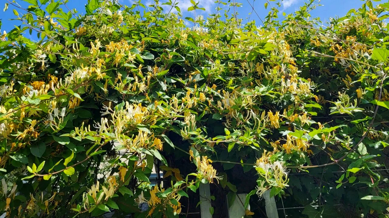 Beneficiile INCREDIBILE ale Mâinii Maicii Domnului