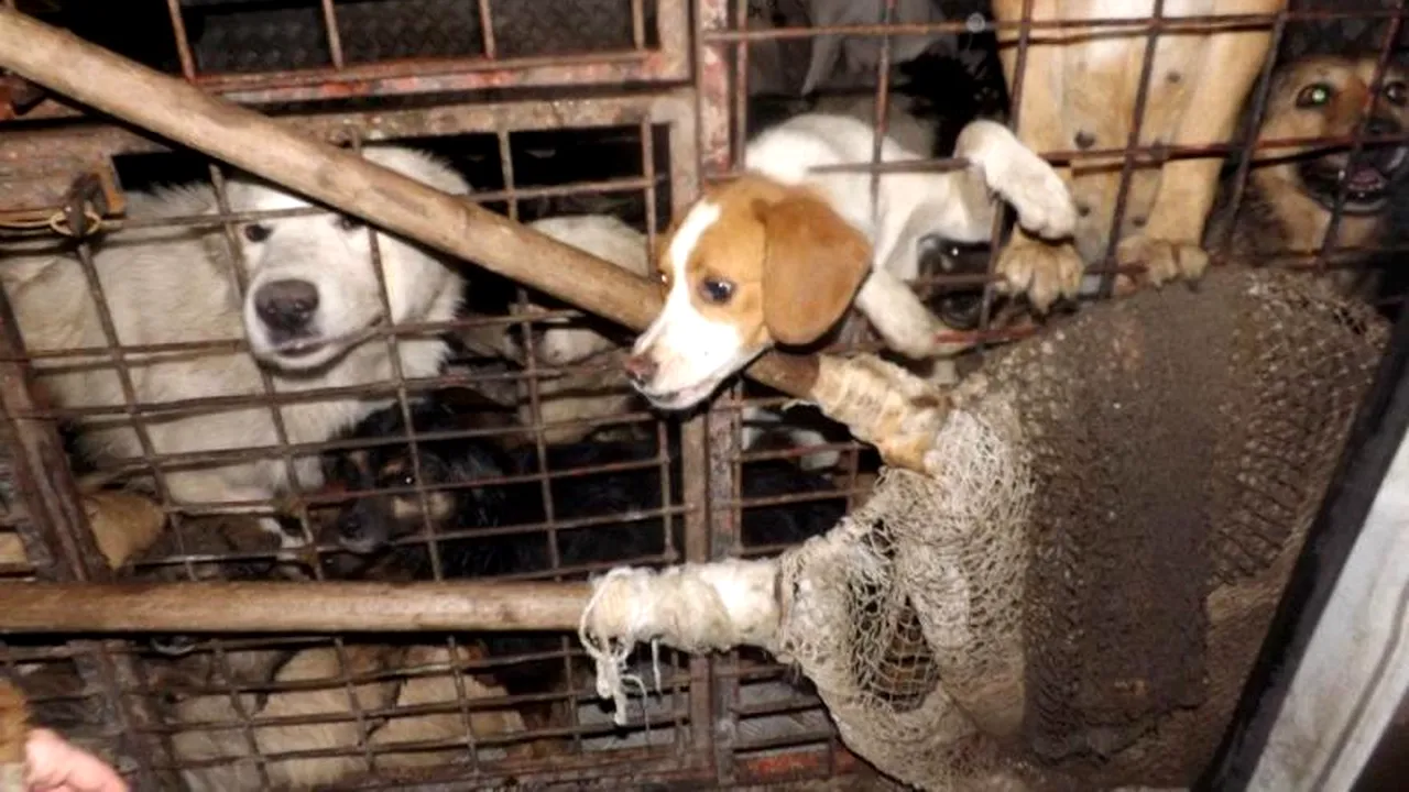 VIDEO. O asociație pentru protecția animalelor 