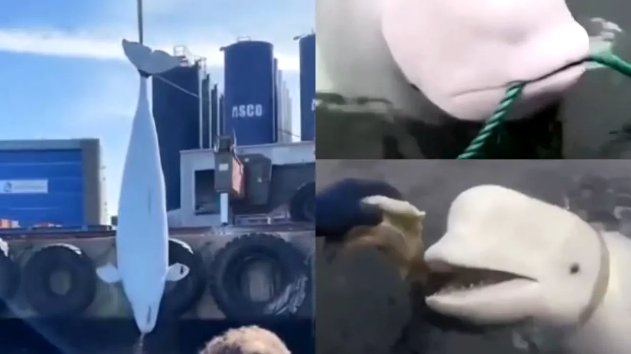 Un delfin alb a fost găsit mort în largul coastei norvegiene. „Hvaldimir” era suspectat că ar fi fost un spion al rușilor