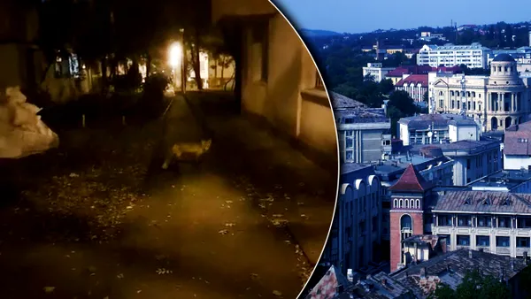 Vulpe surprinsă în timp ce se plimbă nestingherită pe o stradă din Iași. Avertismentul unui medic, după apariția animalului în cartierul ieșean