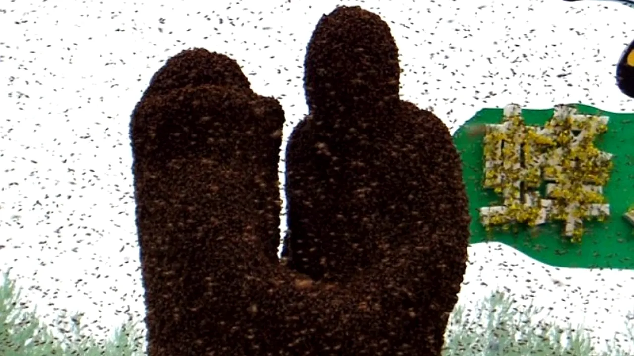 Un cuplu din China s-a lăsat acoperit de aproape un milion de albine