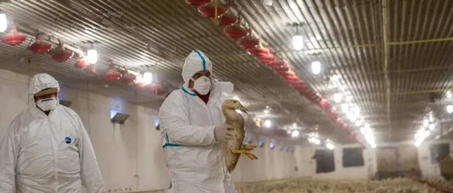 Masacrul prin care autoritățile din Olanda au încercat să scape de gripa aviară
