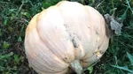 Dovleci uriași într-o gospodărie din Maramureș. Au ajuns să cântărească aproape 200 de kilograme