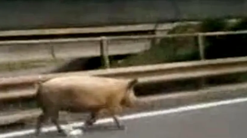 În România, porcii nu zboară, ci merg liberi pe autostradă. Imagini inedite surprinse de un șofer
