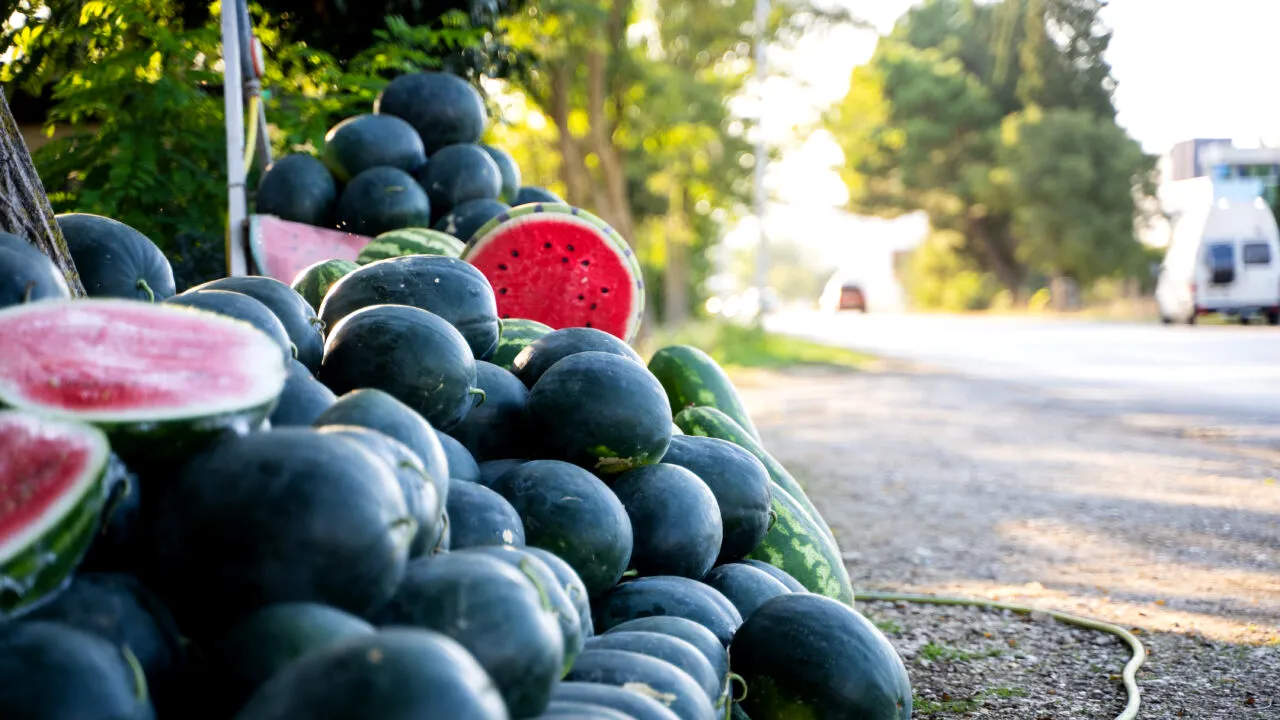 Producția de pepeni a SCĂZUT dramatic în ultimii ani din cauza vremii extreme. Fermierii se plâng de costurile ridicate