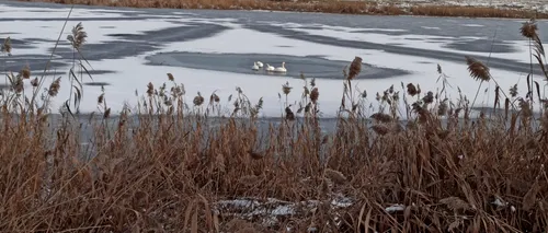 Lebede blocate pe un lac înghețat, salvate de pompieri