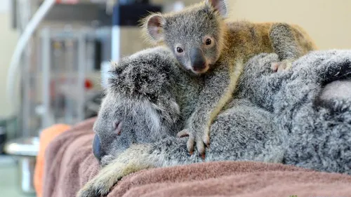 Fotografia care a făcut înconjurul lumii: un ursuleț koala a refuzat să se despară de mama lui, în timpul unei operații