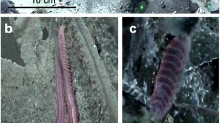 Oamenii de ştiinţă au descoperit viermi GIGANȚI sub scoarţa terestră, pe fundul oceanelor. Unde se află zona vizată