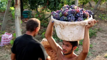 Ministerul Muncii modifică Legea zilierilor: copiii ar putea lucra de la 15 ani