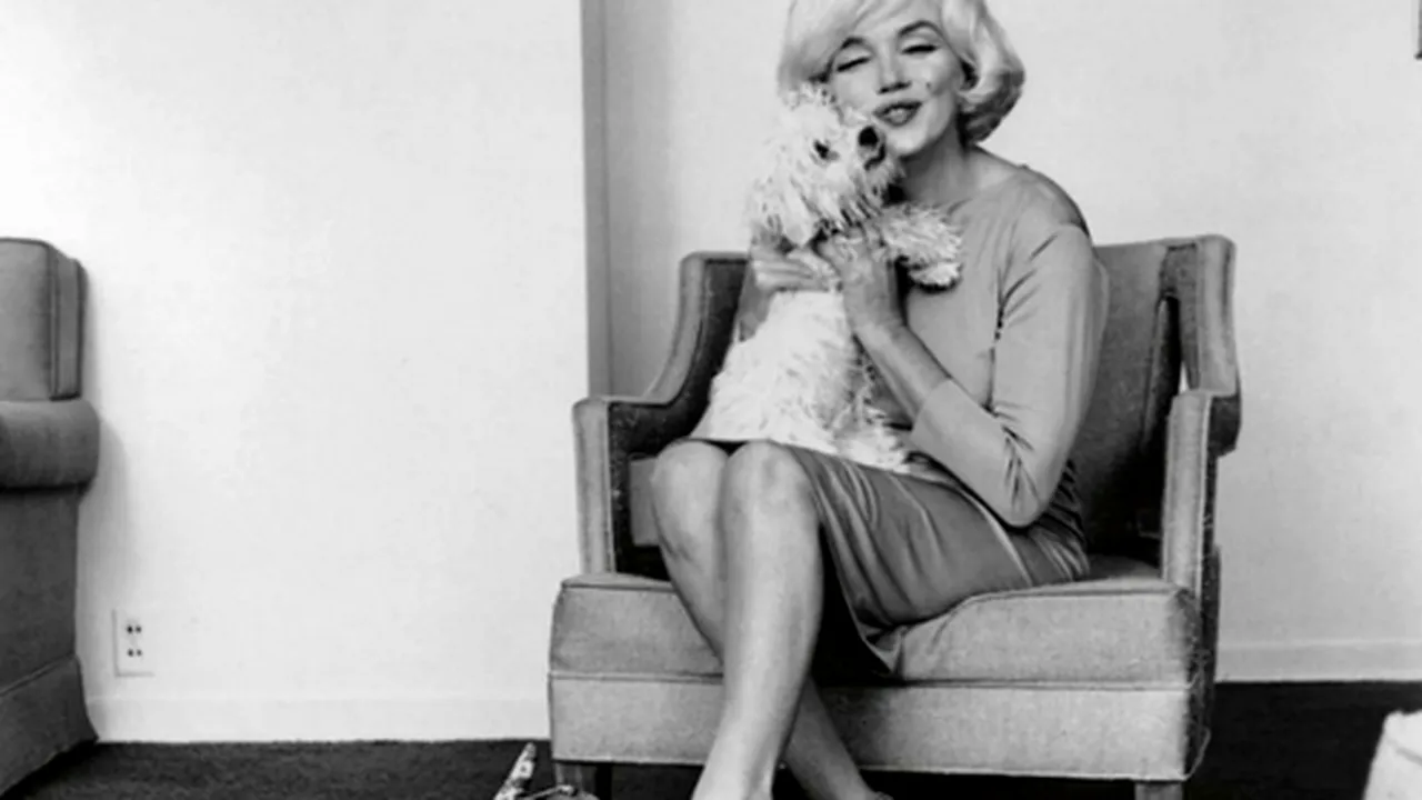 10 câini celebri din perioada de glorie a Hollywood-ului