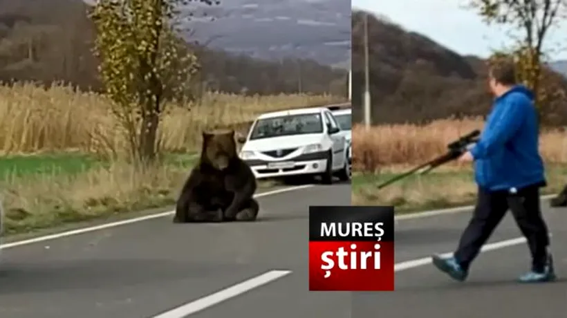 Încă un urs a fost lovit mortal de o mașină, în județul Mureș