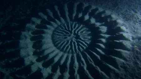 Misterul cercului subacvatic descoperit în apropierea Coastei Japoniei, dezlegat. Cum arată creatura care a dat formă nisipului