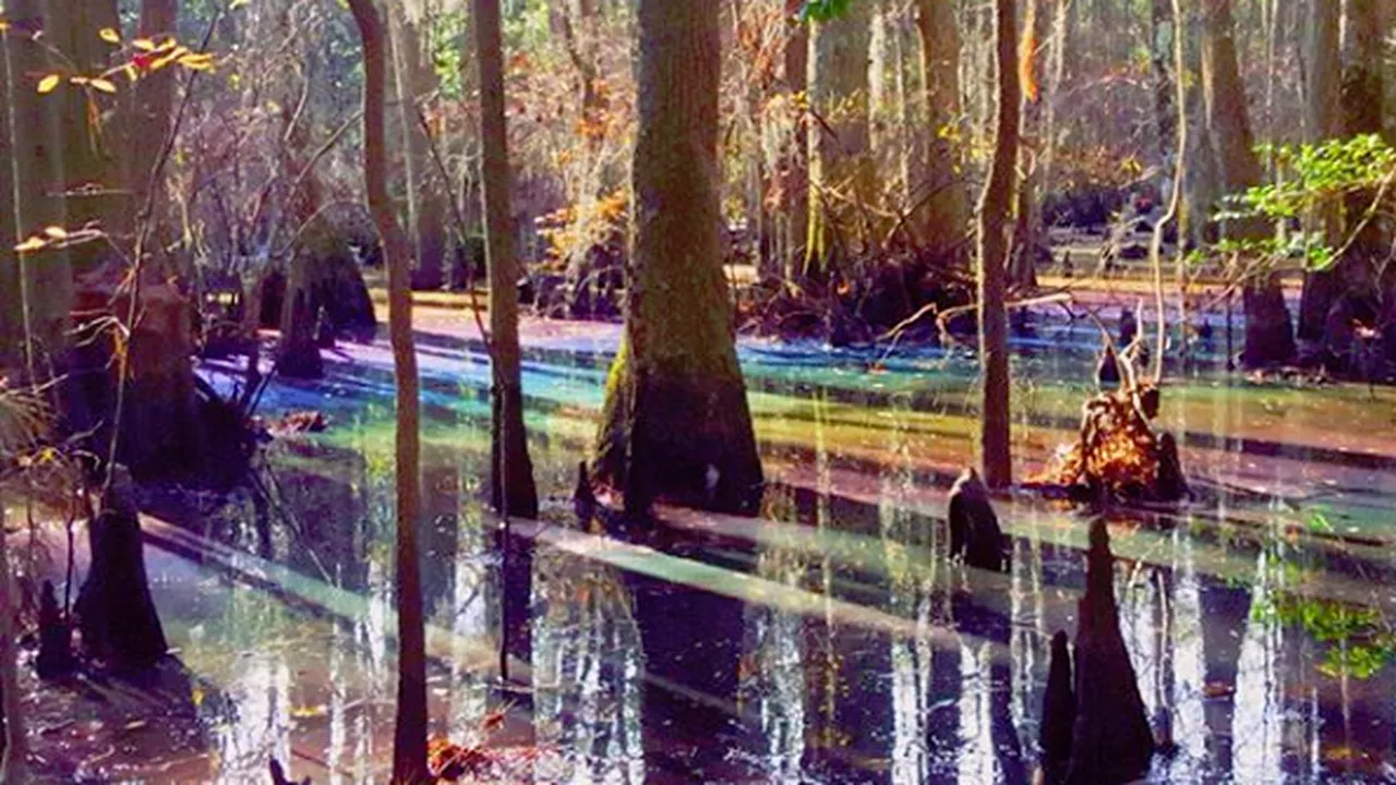 O fotografie INEDITĂ cu o MLAȘTINĂ-CURCUBEU a devenit virală. Care este EXPLICAȚIA fenomenului rar