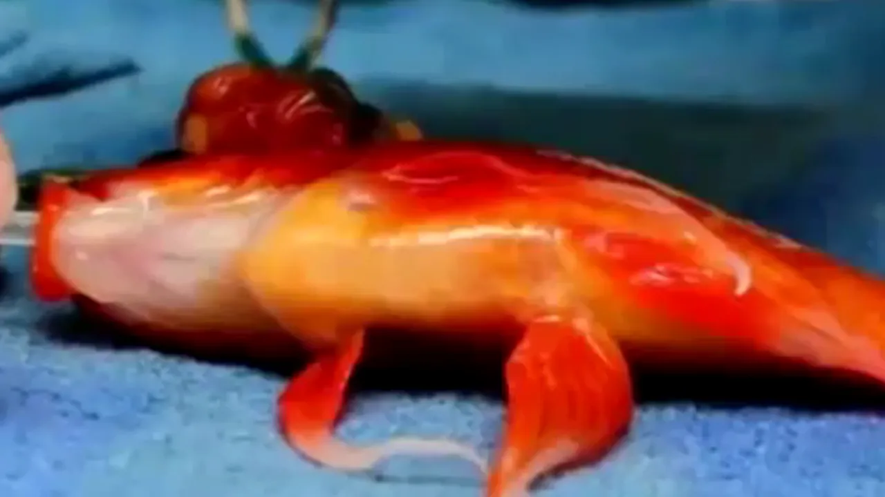 Un peștișor de acvariu în vârstă de 10 ani, operat la cap în Australia. 