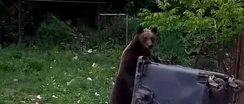 Panică la Bușteni: Urșii se plimbă în miezul zilei prin oraș, să caute de mâncare VIDEO