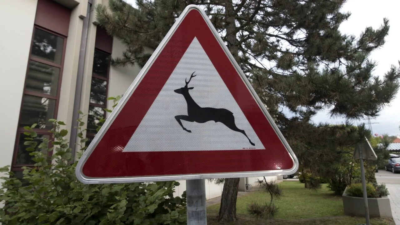 Consiliul Judeţean Bihor, bun de PLATĂ în cazul unui avocat care a lovit cu mașina o ciută. Care sunt acuzațiile șoferului și cine a luat decizia