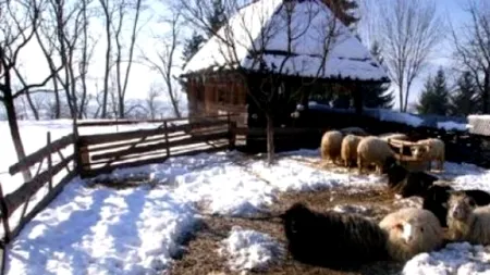 Cinci persoane, găsite moarte la o stână din Vaslui. Ce cred anchetatorii că s-a întâmplat