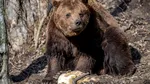 Alertă de URS pe o stradă din stațiunea Bușteni. Animalul sălbatic a apărut pe strada Amurgului