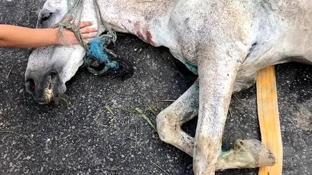 #cugandullaanimale. Un cal a fost bătut crunt pe o stradă din Ilfov - FOTO, VIDEO