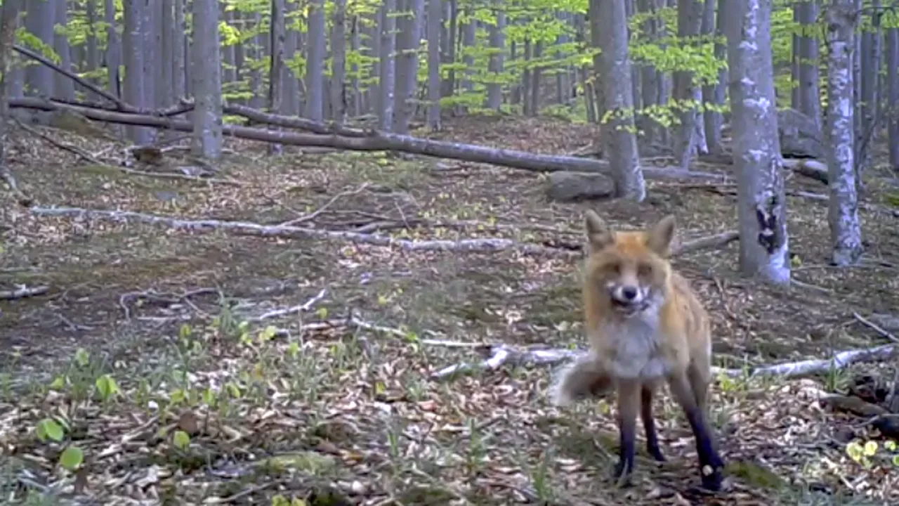 Reacția unei vulpi curioase care a descoperit o cameră de filmare în Parcul Național Semenic - VIDEO