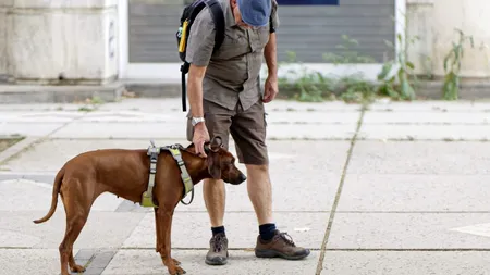 ORDONANȚA MILITARĂ. La ce distanța maximă față de casă poți ieși cu animalul de companie la plimbare