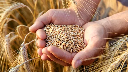 Egiptul a cumpărat 240.000 de tone de grâu din România. Cerealele vor fi livrate în ianuarie