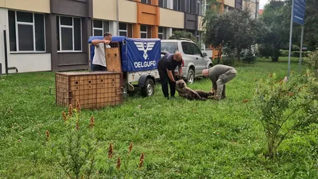 O ursoaică a invadat centrul Sibiului. Intervenție dificilă pentru tranchilizarea și capturarea jivinei