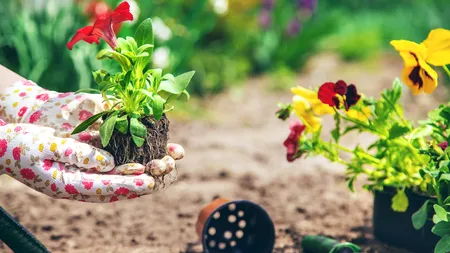 Floarea pe care să o plantezi la finalul iernii ca să înflorească până în luna august. Înfrumusețează grădina și emană un parfum special, noaptea