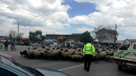 Se întâmplă în România: Polițiștii locali au „dirijat