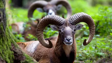 Fiul lui Donald Trump a ucis un animal rar cu un permis special de vânătoare