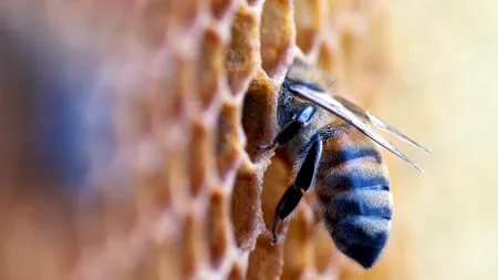 Un copil de 7 ani a fost legat de un stâlp de pe acoperișul casei și uns cu miere pentru a atrage albinele și insectele