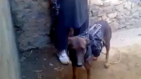VIDEO - Talibanii afgani au capturat un câine al armatei americane. Ce au găsit asupra animalului