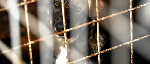 OPERAȚIUNEA MAIDANEZII. Ce a promis și câți câini fără stăpân a strâns Primăria, în șase luni, de pe străzile Bucureștiului 