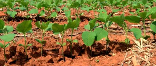 Plantele modificate genetic și agricultura rezilientă la schimbările climatice