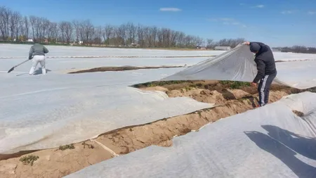 Vântul și gerul au făcut prăpăd în agricultura din Dolj. S-au stricat cartofi, porumb, dar și căpșuni