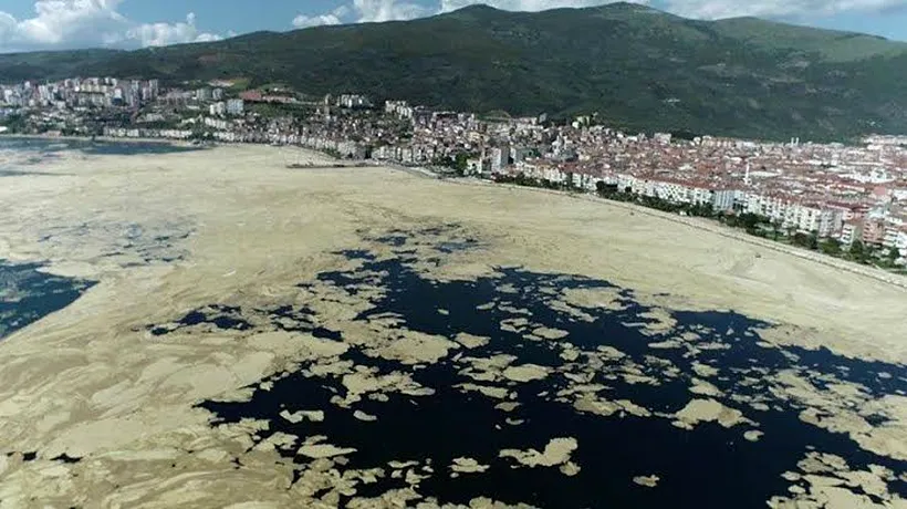 „Mucii de mare” din Marea Marmara au ajuns în nordul Greciei. Este cel mai mare fenomen din istorie