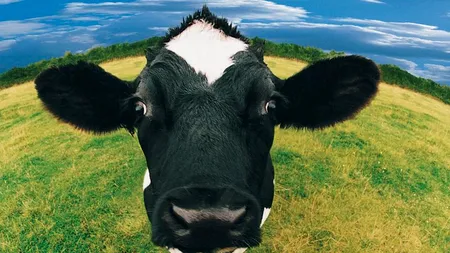 Un tânăr din Suceava a găsit o vacă într-o pădure și a luat-o. Ce a urmat