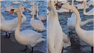 Spectacol la malul Mării Negre: zeci de lebede, vedetele plajei din Eforie